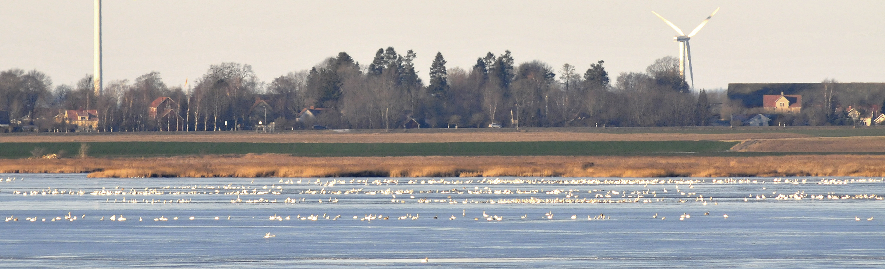 Svanträngsel