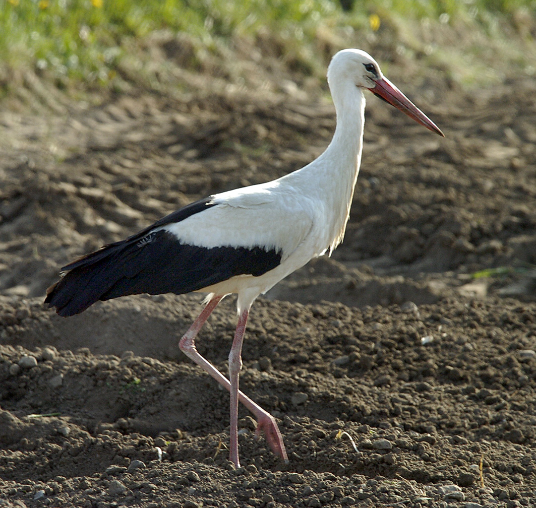 Stork