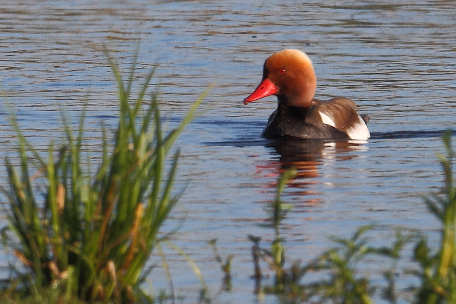 Rödhuvad dykand