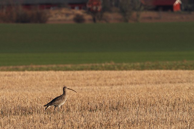 Storspov vid Svanshals